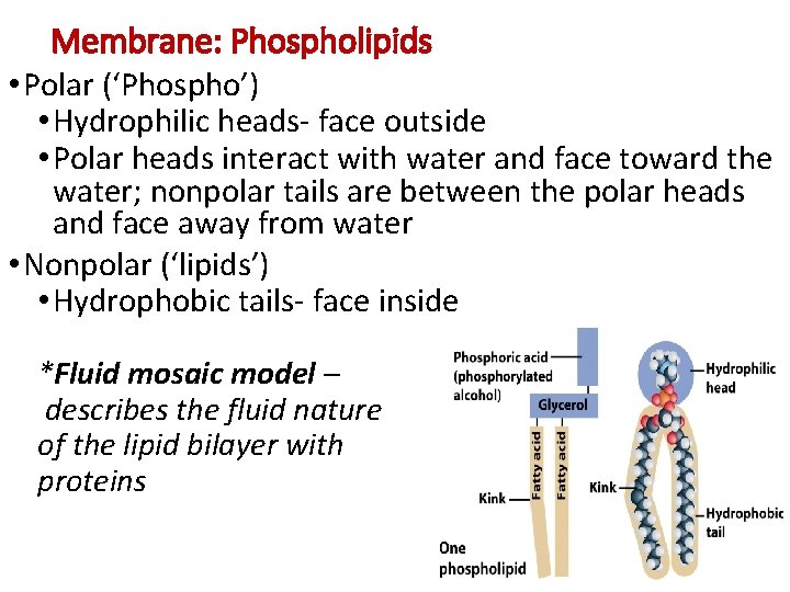 Membrane: Phospholipids • Polar (‘Phospho’) • Hydrophilic heads- face outside • Polar heads interact