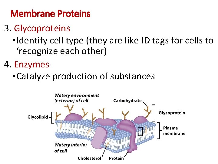 Membrane Proteins 3. Glycoproteins • Identify cell type (they are like ID tags for