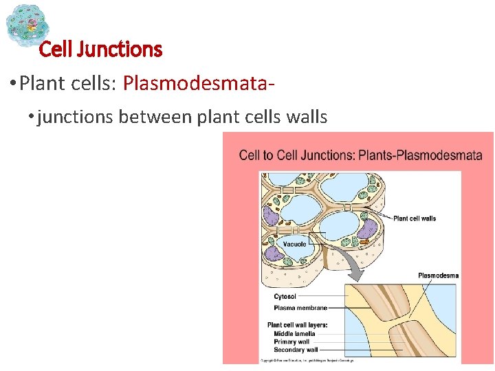 Cell Junctions • Plant cells: Plasmodesmata • junctions between plant cells walls 