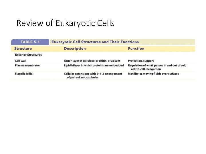 Review of Eukaryotic Cells 