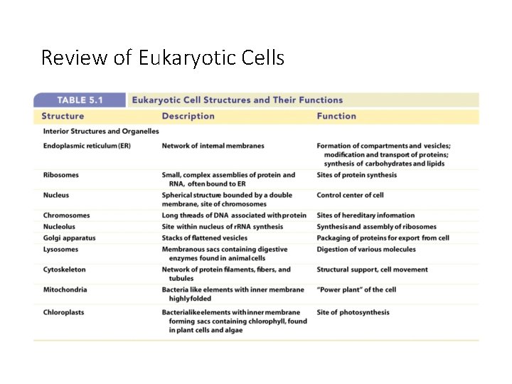 Review of Eukaryotic Cells 