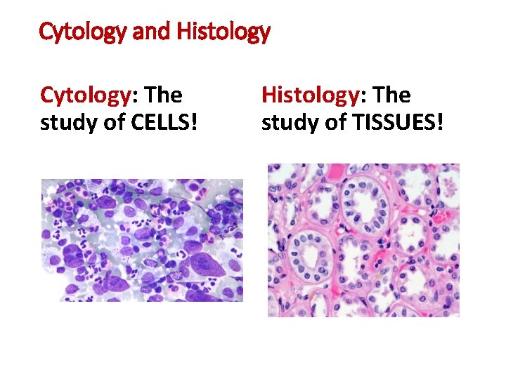 Cytology and Histology Cytology: The study of CELLS! Histology: The study of TISSUES! 