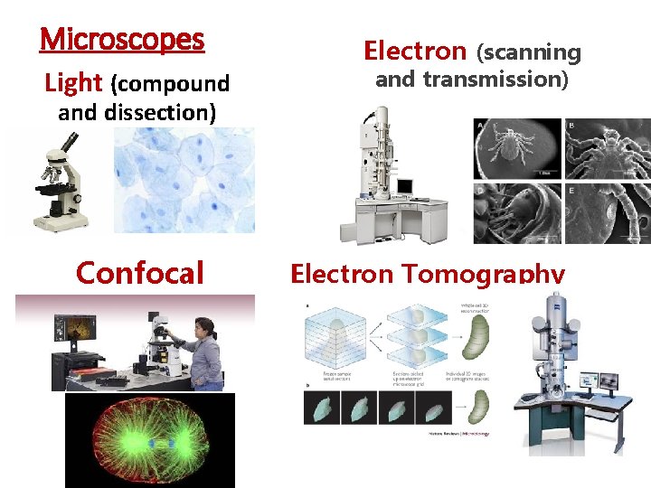 Microscopes Light (compound Electron (scanning and transmission) and dissection) Confocal Electron Tomography 