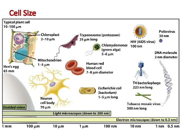 Cell Size 