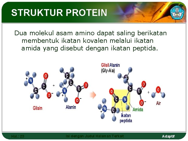 STRUKTUR PROTEIN Dua molekul asam amino dapat saling berikatan membentuk ikatan kovalen melalui ikatan