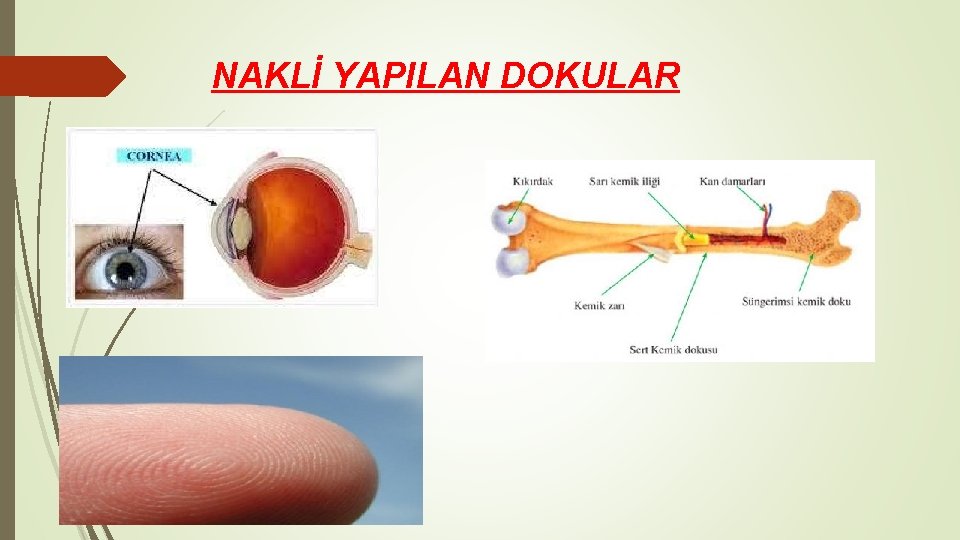 NAKLİ YAPILAN DOKULAR 