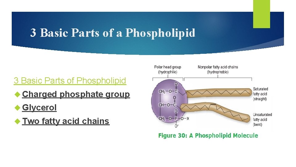 3 Basic Parts of a Phospholipid 3 Basic Parts of Phospholipid Charged phosphate group