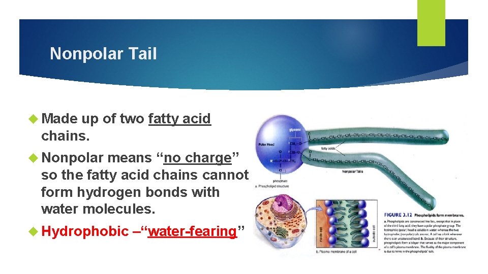Nonpolar Tail Made up of two fatty acid chains. Nonpolar means “no charge” so