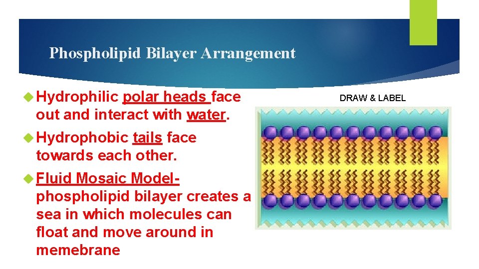 Phospholipid Bilayer Arrangement Hydrophilic polar heads face out and interact with water. Hydrophobic tails