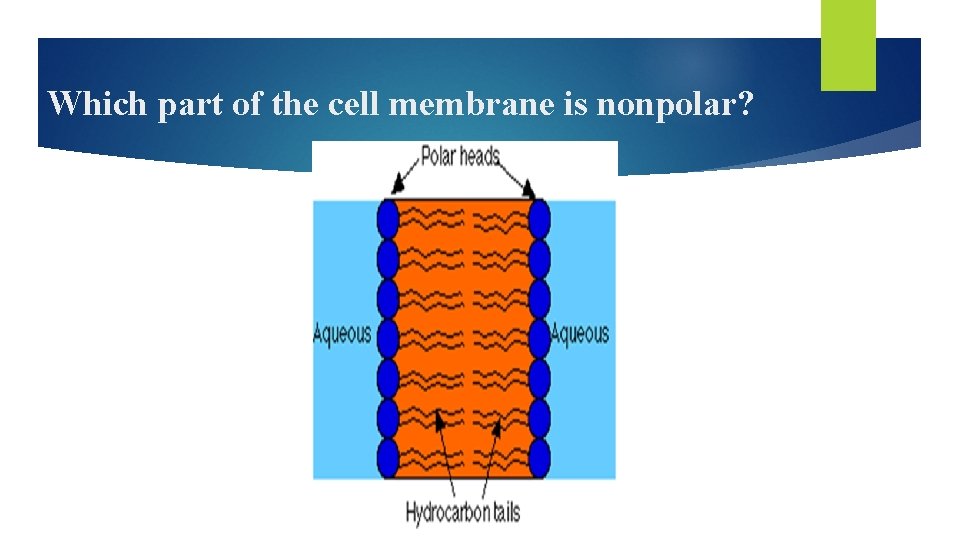 Which part of the cell membrane is nonpolar? 