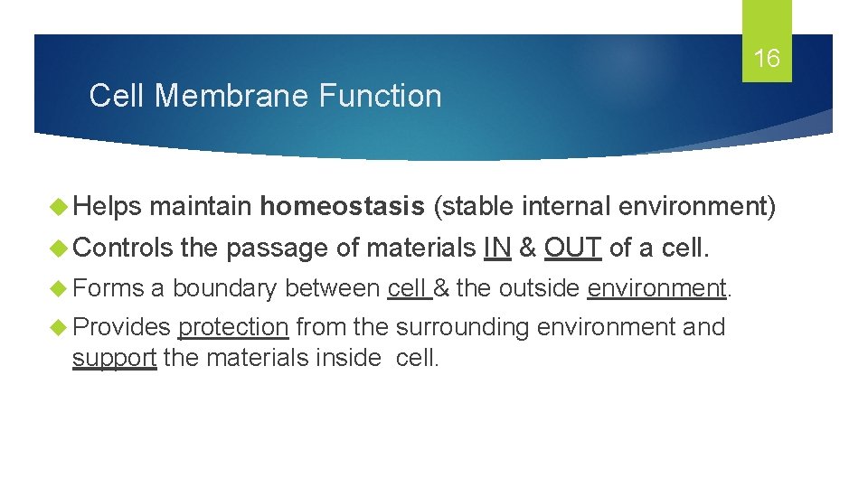 16 Cell Membrane Function Helps maintain homeostasis (stable internal environment) Controls Forms the passage