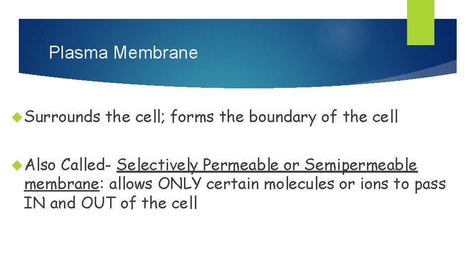 Plasma Membrane Surrounds Also the cell; forms the boundary of the cell Called- Selectively