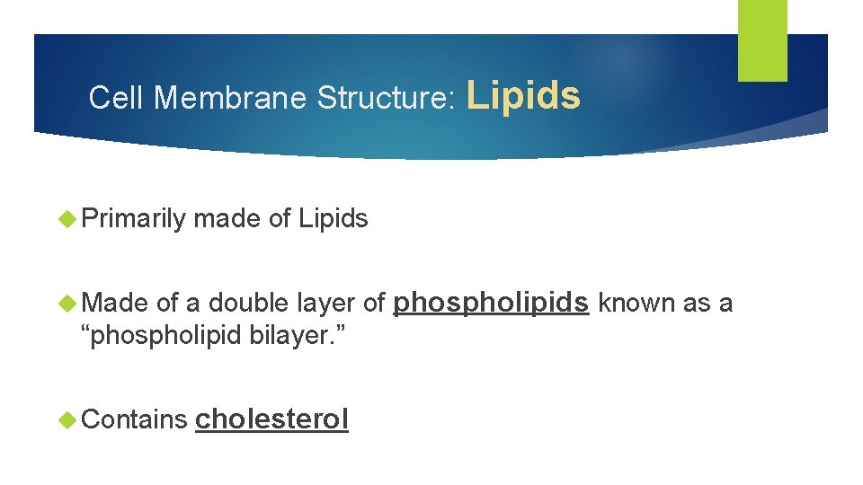 Cell Membrane Structure: Lipids Primarily made of Lipids of a double layer of phospholipids