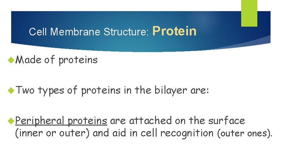 Cell Membrane Structure: Protein Made Two of proteins types of proteins in the bilayer