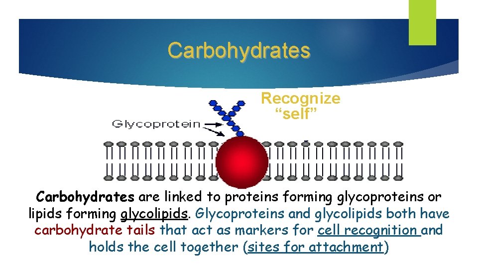 Carbohydrates Recognize “self” Carbohydrates are linked to proteins forming glycoproteins or lipids forming glycolipids.
