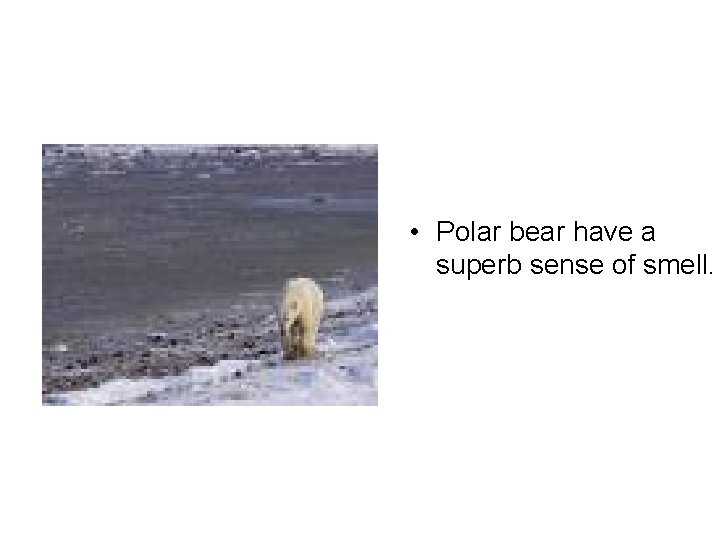  • Polar bear have a superb sense of smell. 