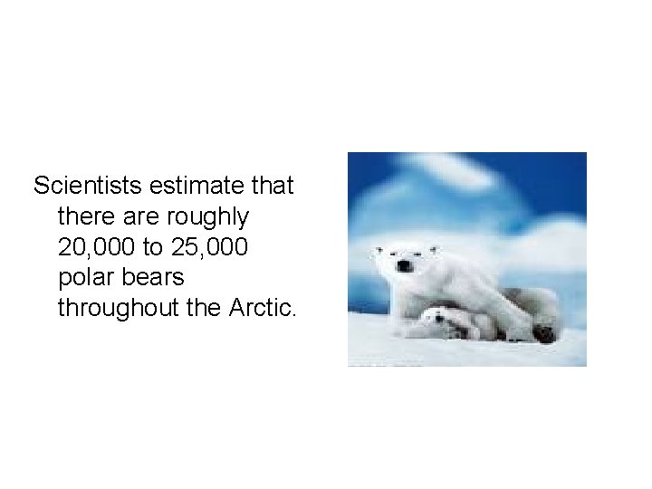 Scientists estimate that there are roughly 20, 000 to 25, 000 polar bears throughout