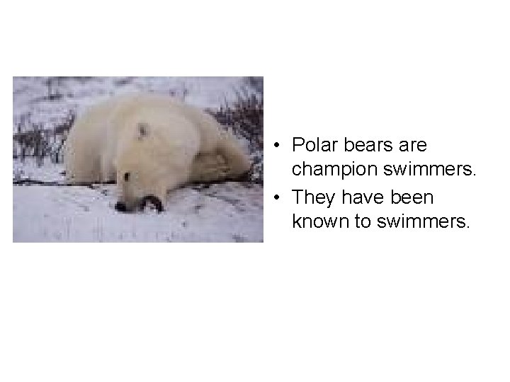  • Polar bears are champion swimmers. • They have been known to swimmers.