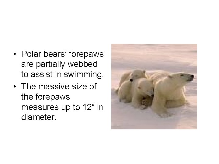  • Polar bears’ forepaws are partially webbed to assist in swimming. • The