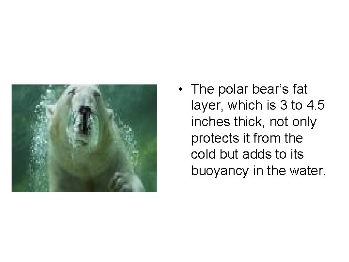  • The polar bear’s fat layer, which is 3 to 4. 5 inches