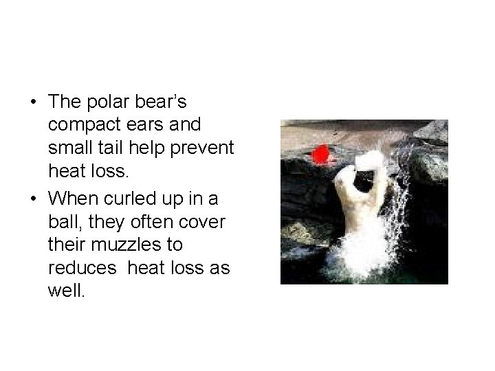  • The polar bear’s compact ears and small tail help prevent heat loss.