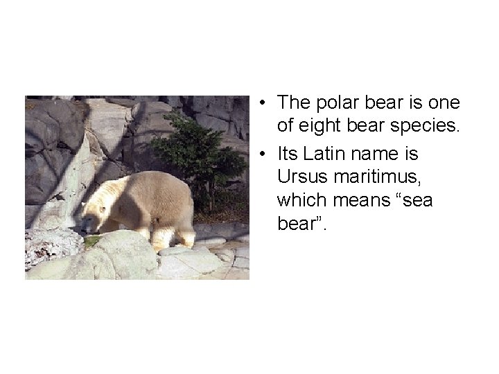  • The polar bear is one of eight bear species. • Its Latin