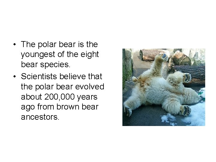  • The polar bear is the youngest of the eight bear species. •