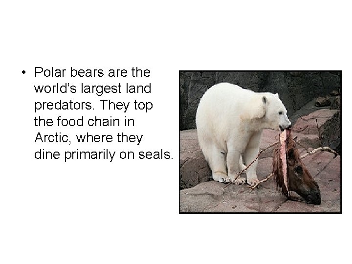  • Polar bears are the world’s largest land predators. They top the food