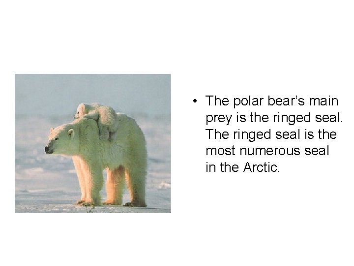  • The polar bear’s main prey is the ringed seal. The ringed seal