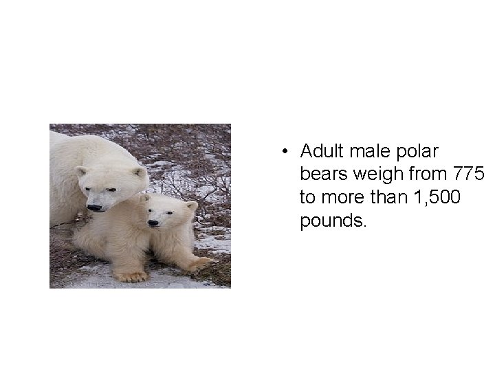  • Adult male polar bears weigh from 775 to more than 1, 500