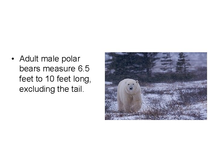  • Adult male polar bears measure 6. 5 feet to 10 feet long,