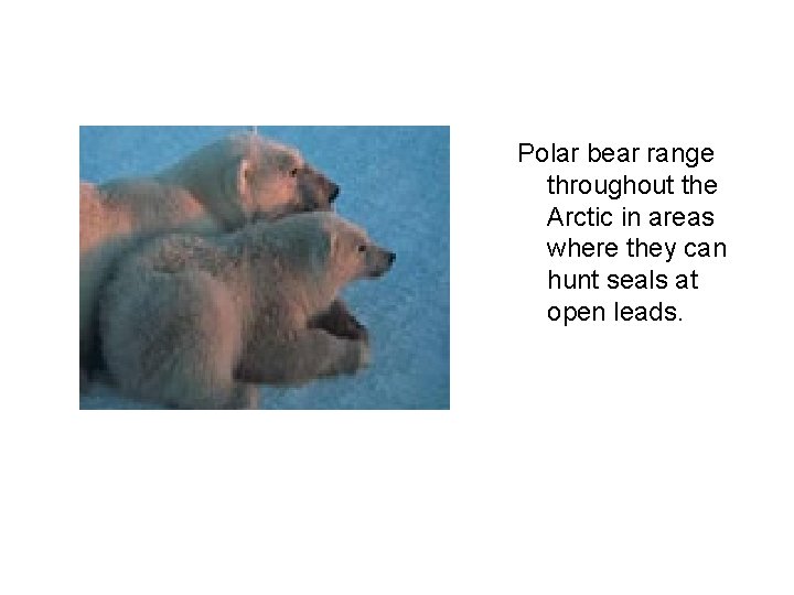 Polar bear range throughout the Arctic in areas where they can hunt seals at