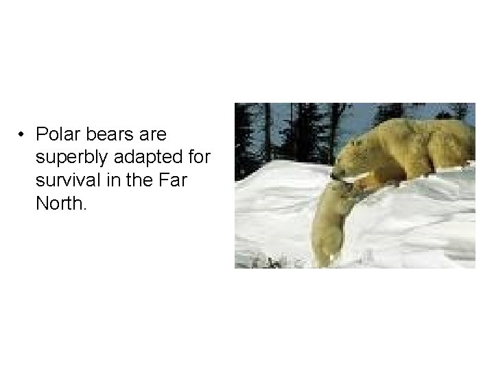  • Polar bears are superbly adapted for survival in the Far North. 