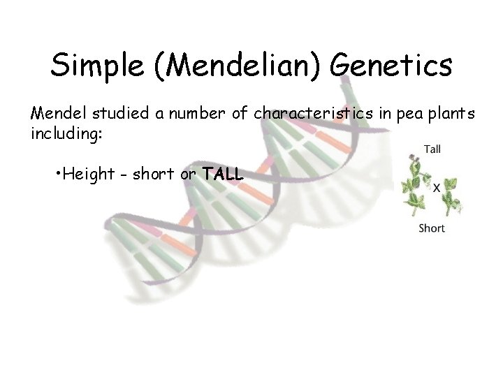Simple (Mendelian) Genetics Mendel studied a number of characteristics in pea plants including: •