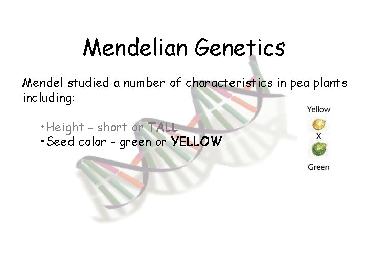 Mendelian Genetics Mendel studied a number of characteristics in pea plants including: • Height
