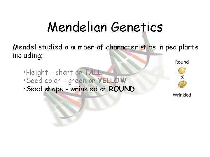 Mendelian Genetics Mendel studied a number of characteristics in pea plants including: • Height