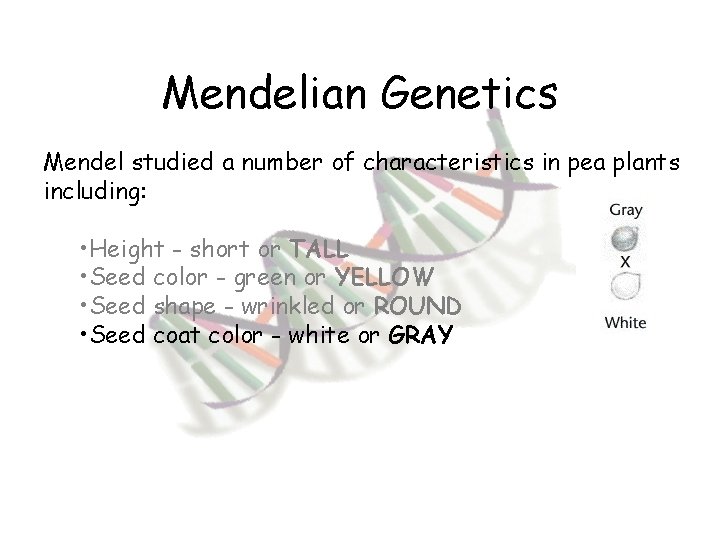 Mendelian Genetics Mendel studied a number of characteristics in pea plants including: • Height