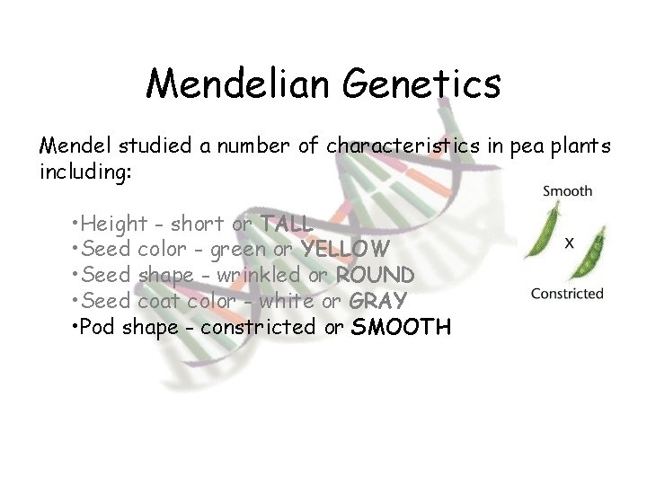 Mendelian Genetics Mendel studied a number of characteristics in pea plants including: • Height