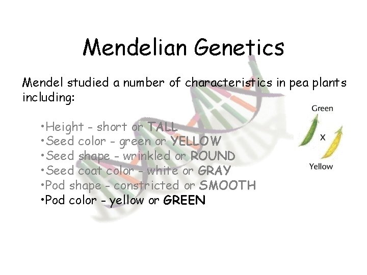 Mendelian Genetics Mendel studied a number of characteristics in pea plants including: • Height