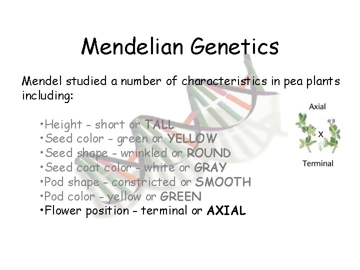 Mendelian Genetics Mendel studied a number of characteristics in pea plants including: • Height