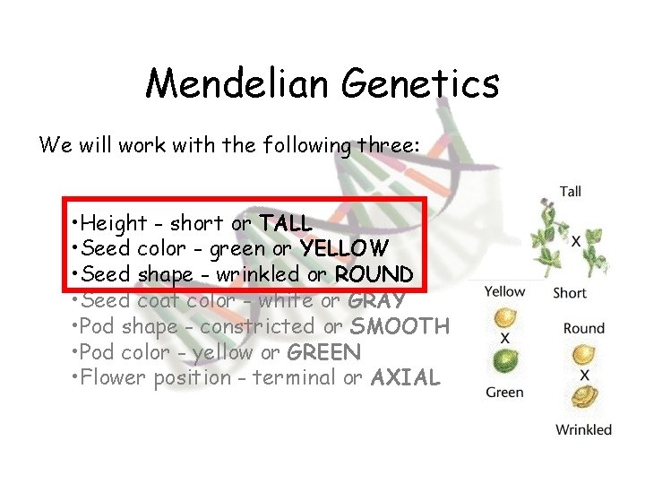 Mendelian Genetics We will work with the following three: • Height - short or