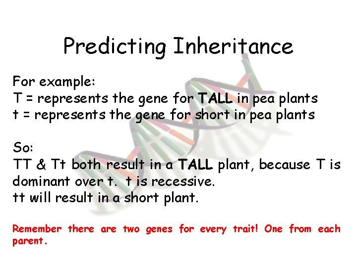 Predicting Inheritance For example: T = represents the gene for TALL in pea plants