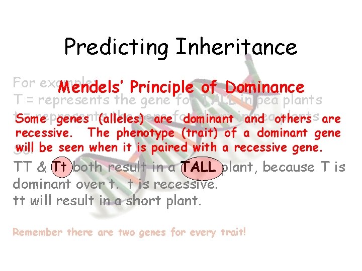 Predicting Inheritance For example: Mendels’ Principle of Dominance T = represents the gene for