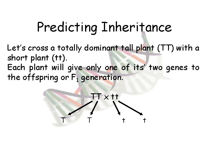 Predicting Inheritance Let’s cross a totally dominant tall plant (TT) with a short plant
