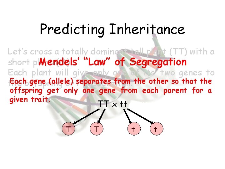 Predicting Inheritance Let’s cross a totally dominant tall plant (TT) with a short plant