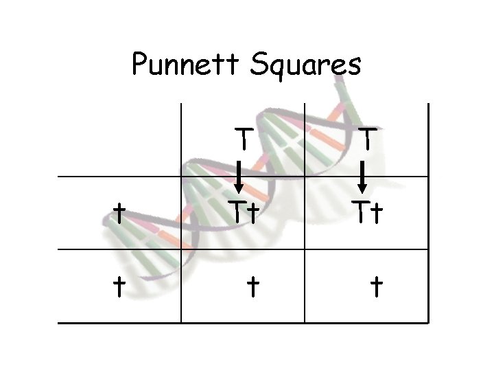 Punnett Squares T T t Tt Tt 