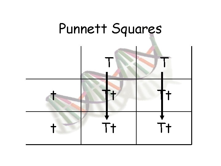 Punnett Squares T T t Tt Tt 
