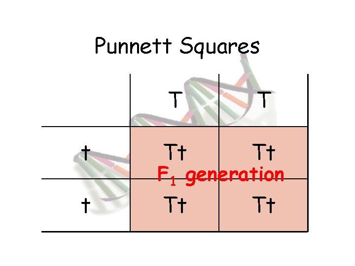 Punnett Squares t t T T Tt Tt F 1 generation 