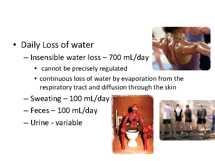  • Daily Loss of water – Insensible water loss – 700 m. L/day