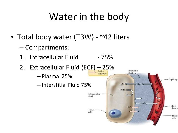 Water in the body • Total body water (TBW) - ~42 liters – Compartments: